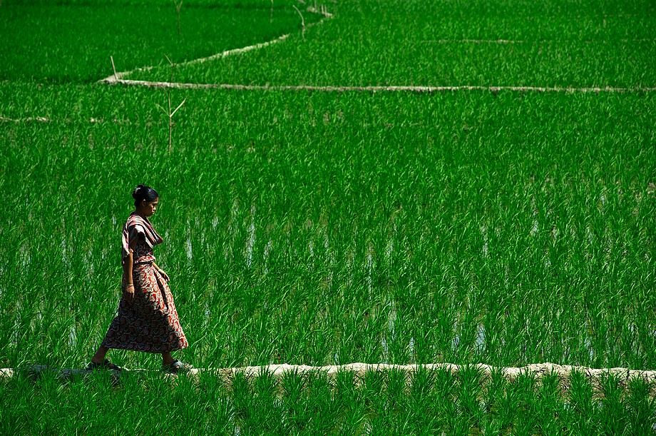 Kobieta na polu ryżowym w Roangchhari (Chittagong Hill Tracts)